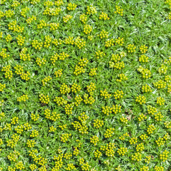 Nature carpet - green with yellow bloom