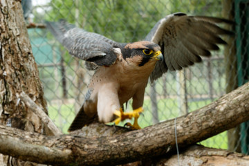 Eagle with his wings spread out.