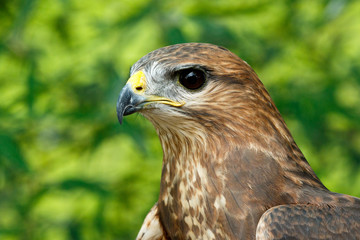 Close up of a Eagle