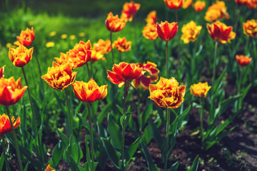 Picturesque meadow with a beautiful blossoming buds of yellow orange tulips. Cute bright background of blooming flowers