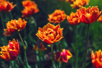 Picturesque meadow with a beautiful blossoming buds of yellow orange tulips. Cute bright background of blooming flowers
