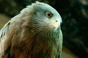 Eagle standing with his head turned