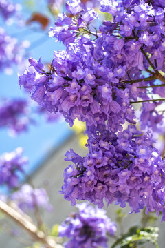 Flowering Jacaranda branches on the sky background