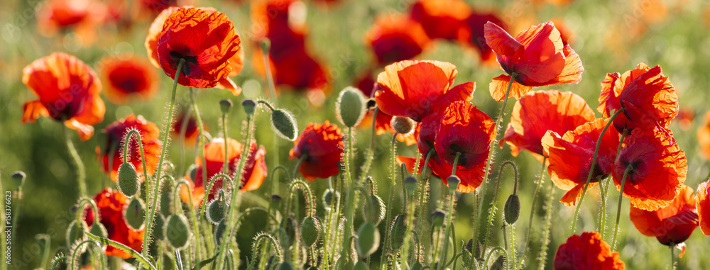 Wall mural panorama with red poppies