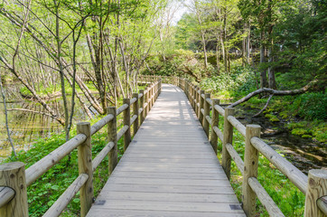Fototapeta premium Wooden path and green environment at kamikochi japan