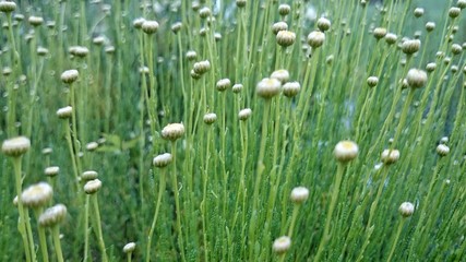 Green plants' background 
