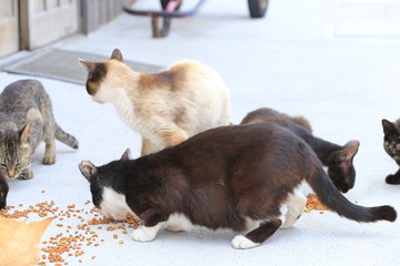 真鍋島の猫の風景