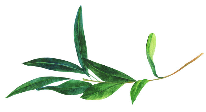 Watercolor drawing of green olive branch, isolated on white