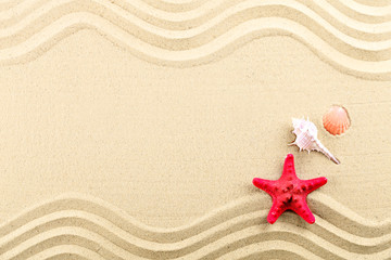 Fototapeta na wymiar Starfish and shells on the beach.