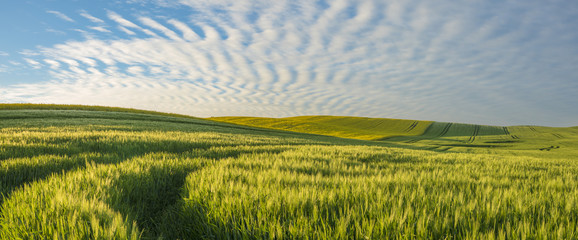Fototapeta na wymiar Panorama of spring, green field