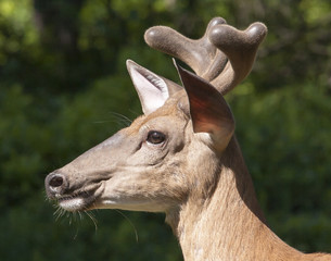 Deer Whitetail Buck Portrait