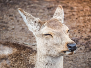 Portrait of smile, Cute deer in Nara Park, Nara City, Japan 