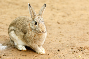 Close up of a Rabbit sitting