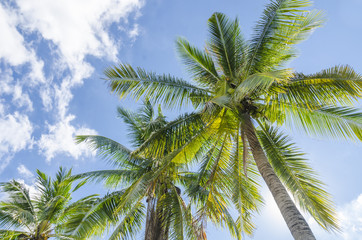 Very tall Florida palm tree