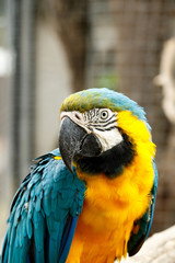 Parrot with his head turned
