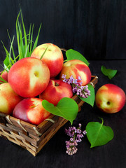 Nectarines in the basket and branches of lilac