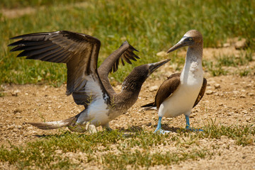Two blue-footed boobies in Isla de La Plata, Ecuador