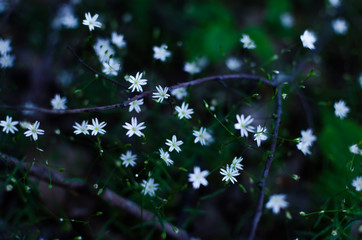Flowers in the evening forest