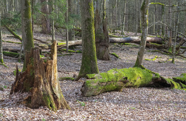 Springtime old deciduous stand