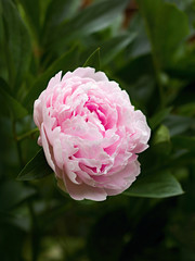 Pink peony blooming in the garden