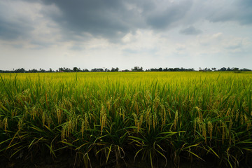 View of paddy field during sunrise in Sungai Besar, a well known place as one of the major rice supplier in Malaysia.