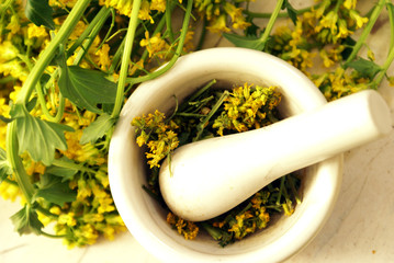 Yellow Rocketcress Herbs