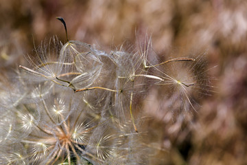 Macro shot of dry grasses on a field.  Toned image.