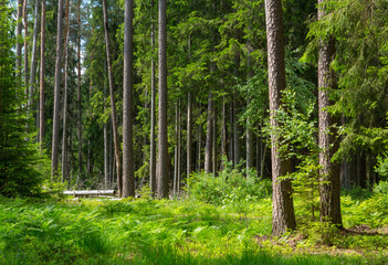 Fototapeta premium Old pines and spruce trees in summer
