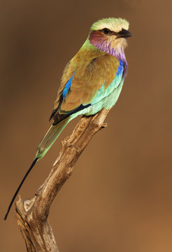 Lilac-breasted Roller