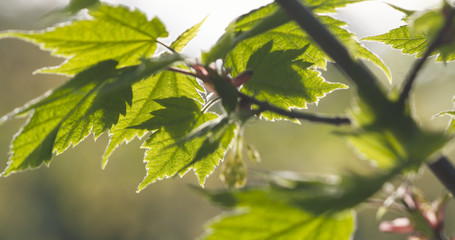 young maple leaves in warm spring sunlight, wide photo