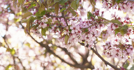 sakura in bloom in sunny spring day, wide photo