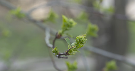 young hawthorn leaves in spring, wide photo