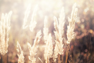 Wild grass in a field at sunset