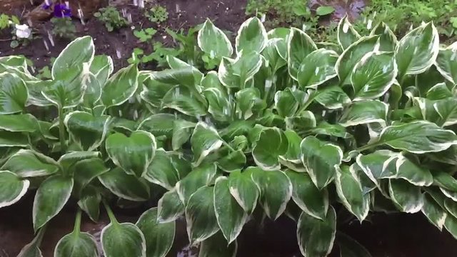 Rain drips on leaves