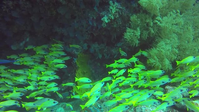 School of striped snapper yellow fish on background of clear seabed underwater. Swimming in world of colorful beautiful seascape. Aquarium of wild nature. Abyssal relax diving.