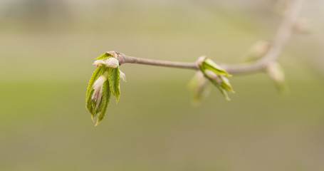 young linden buds with leaves on branch, wide photo
