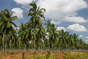 Fototapeta premium Coconut trees in rural area of Malaysia
