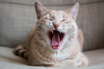 Красивый кот широко зевает, показывает зубы, крупным планом