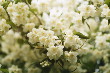 jasmine flowers blossoming in sunny summer day, closeup photo