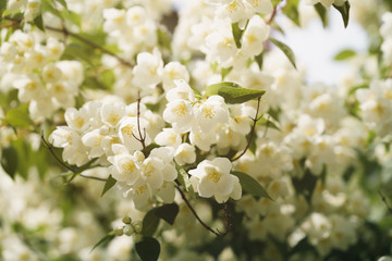 jasmine flowers blossoming in sunny summer day, closeup photo