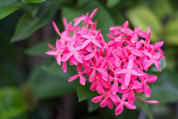 Beautiful pink Ixora flower in heart shape.