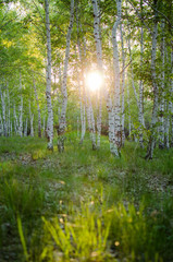 Birch forest at sunset