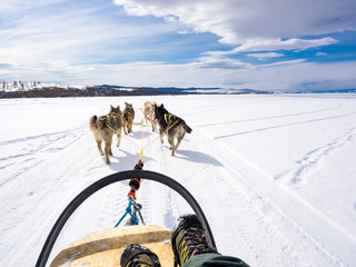 Dog sledding in Frozen Lake Baikal