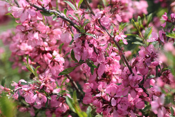 small pink flowers bush sunlight
