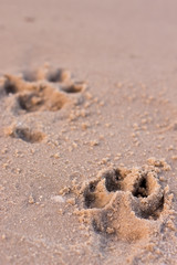 dog prints on sand perspective