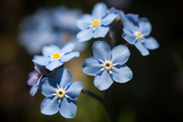 Wildflowers, ornamental, outdoor