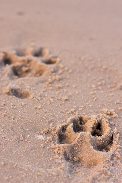 dog prints on sand perspective