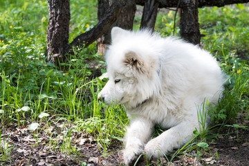 Samoiedskaia Sabaka. A white sled dog lies in the courtyard of a country house.