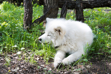 Samoiedskaia Sabaka. A white sled dog lies in the courtyard of a country house.