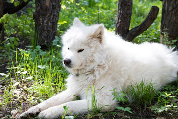 Samoiedskaia Sabaka. A white sled dog lies in the courtyard of a country house.